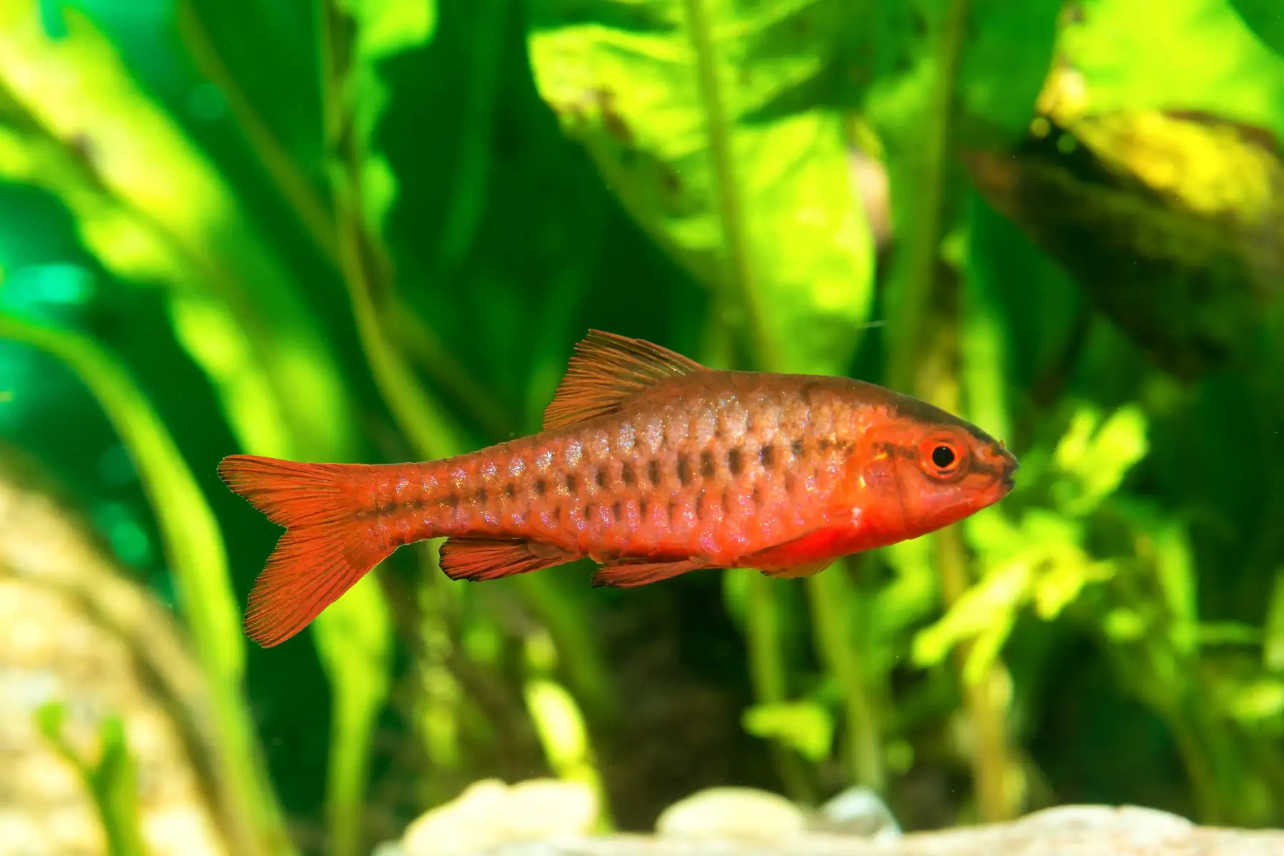 Cherry Barb